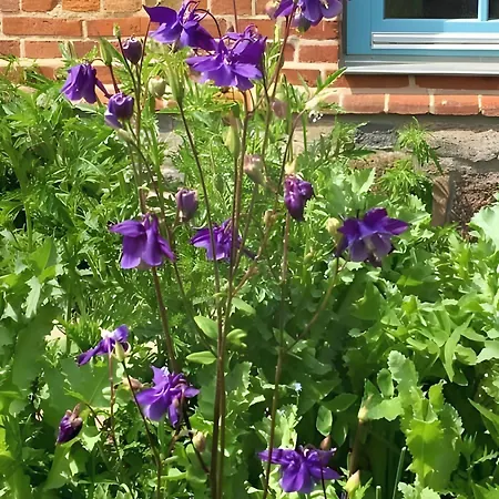 Hébergement de vacances Ferienhaus Wichmannsdorf